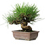 Pinus thunbergii, 18 cm, ± 30 ans