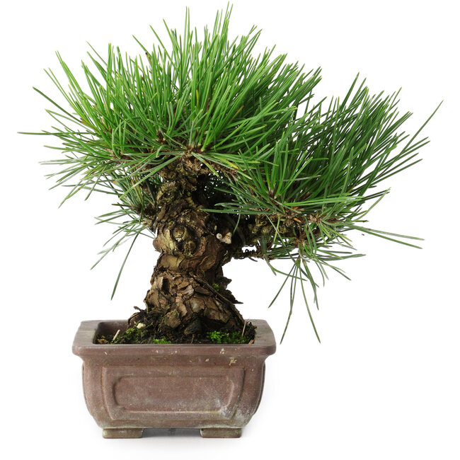 Pinus thunbergii, 18 cm, ± 30 jaar oud