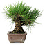 Pinus thunbergii, 18 cm, ± 30 jaar oud