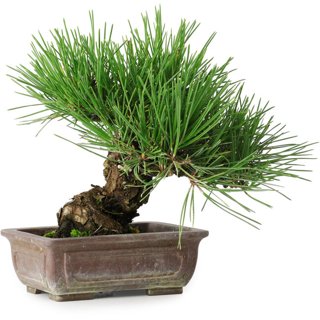 Pinus thunbergii, 18 cm, ± 30 Jahre alt
