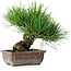 Pinus thunbergii, 18 cm, ± 30 jaar oud