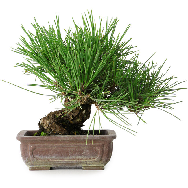 Pinus thunbergii, 18 cm, ± 30 Jahre alt