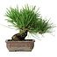 Pinus thunbergii, 18 cm, ± 30 ans