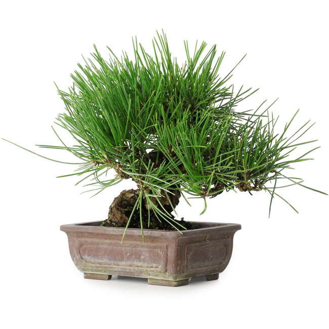 Pinus thunbergii, 18 cm, ± 30 jaar oud