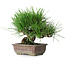 Pinus thunbergii, 18 cm, ± 30 jaar oud