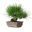 Pinus thunbergii, 18 cm, ± 30 years old