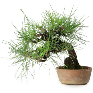 Pinus thunbergii, 21 cm, ± 25 jaar oud