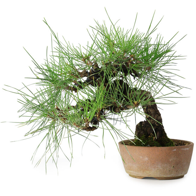 Pinus thunbergii, 21 cm, ± 25 jaar oud