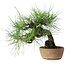 Pinus thunbergii, 21 cm, ± 25 jaar oud