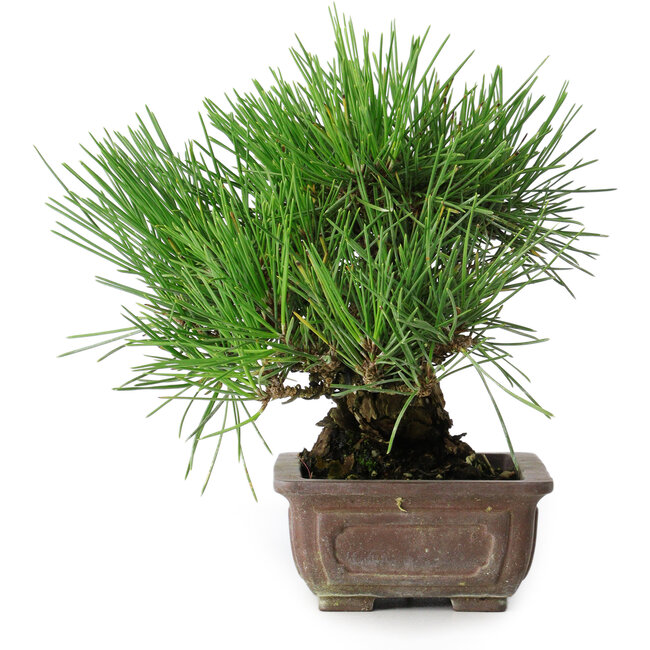 Pinus thunbergii, 18 cm, ± 30 years old