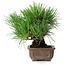 Pinus thunbergii, 18 cm, ± 30 ans