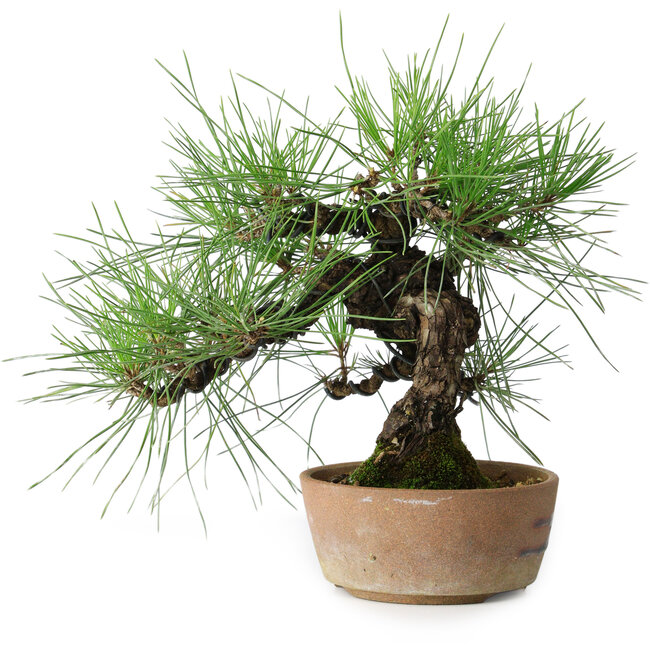 Pinus thunbergii, 21 cm, ± 25 years old