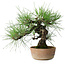 Pinus thunbergii, 21 cm, ± 25 jaar oud