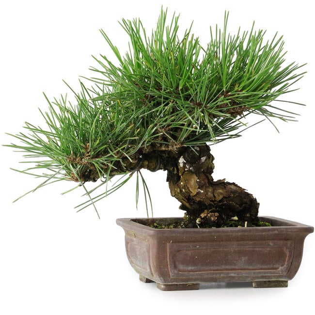 Pinus thunbergii, 18 cm, ± 30 anni
