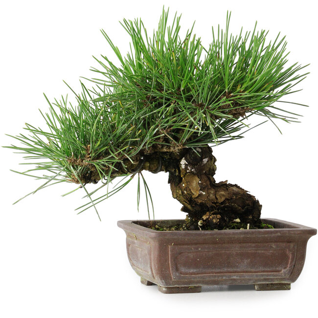 Pinus thunbergii, 18 cm, ± 30 ans