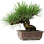 Pinus thunbergii, 18 cm, ± 30 jaar oud