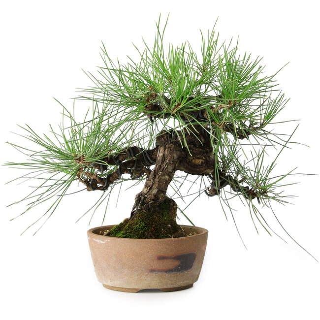Pinus thunbergii, 21 cm, ± 25 anni