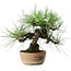 Pinus thunbergii, 21 cm, ± 25 jaar oud