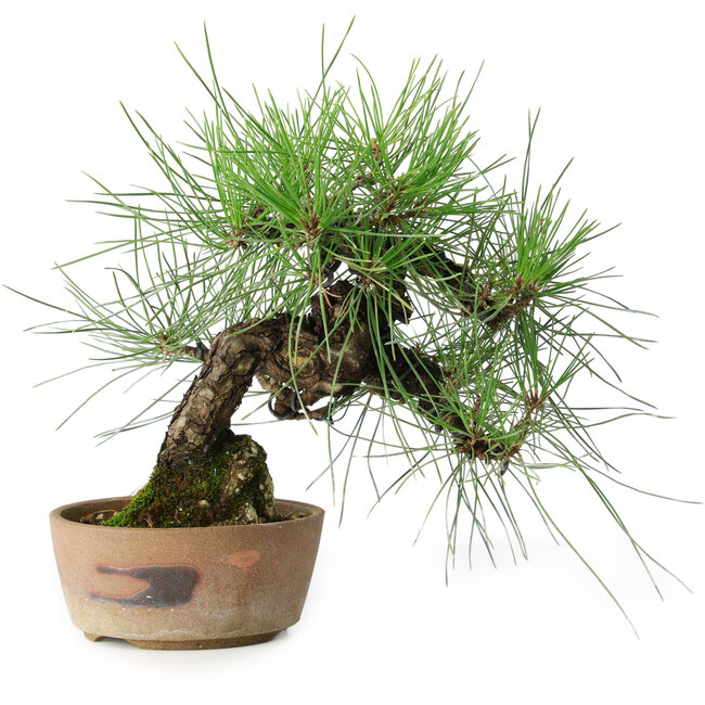 Pinus thunbergii, 21 cm, ± 25 jaar oud