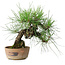 Pinus thunbergii, 21 cm, ± 25 jaar oud
