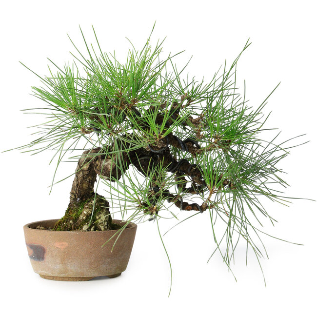 Pinus thunbergii, 21 cm, ± 25 ans