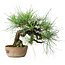 Pinus thunbergii, 21 cm, ± 25 jaar oud