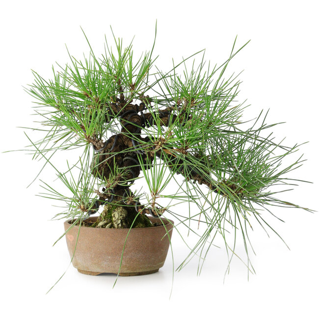 Pinus thunbergii, 21 cm, ± 25 Jahre alt