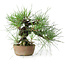 Pinus thunbergii, 21 cm, ± 25 jaar oud