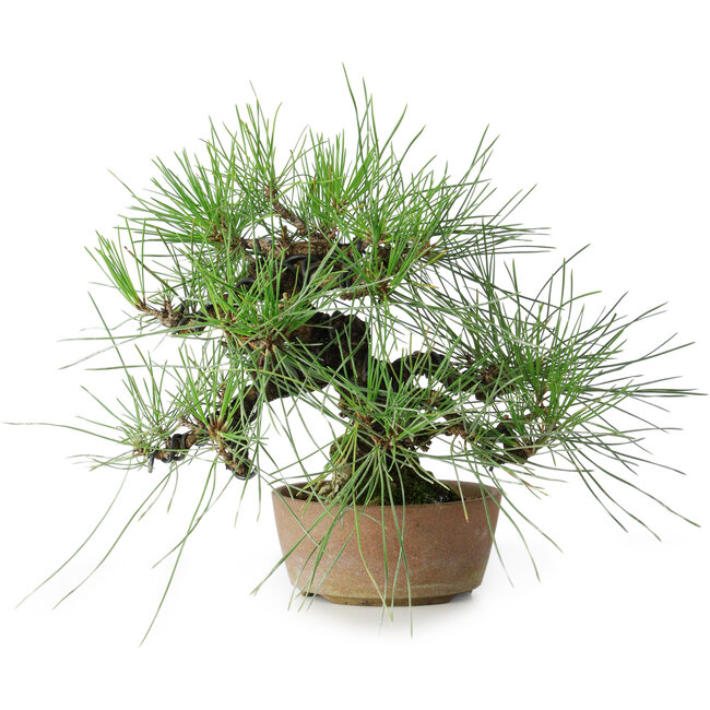 Pinus thunbergii, 21 cm, ± 25 years old
