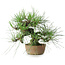 Pinus thunbergii, 21 cm, ± 25 jaar oud