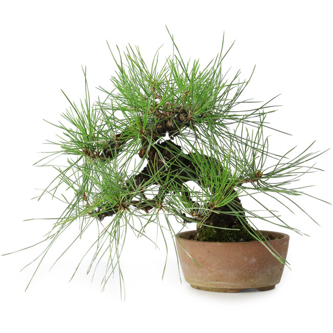 Pinus thunbergii, 21 cm, ± 25 ans