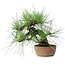 Pinus thunbergii, 21 cm, ± 25 jaar oud