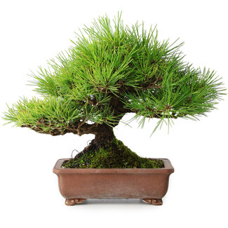 Pinus thunbergii, 23,5 cm, ± 30 años