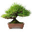 Pinus thunbergii, 23,5 cm, ± 30 jaar oud