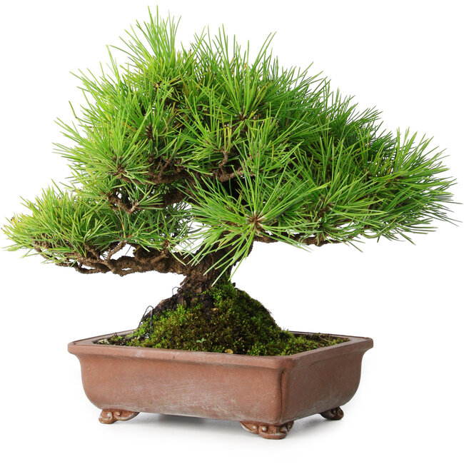 Pinus thunbergii, 23,5 cm, ± 30 anni