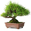 Pinus thunbergii, 23,5 cm, ± 30 jaar oud