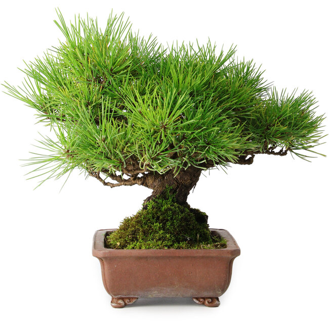 Pinus thunbergii, 23,5 cm, ± 30 ans