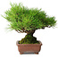 Pinus thunbergii, 23,5 cm, ± 30 jaar oud