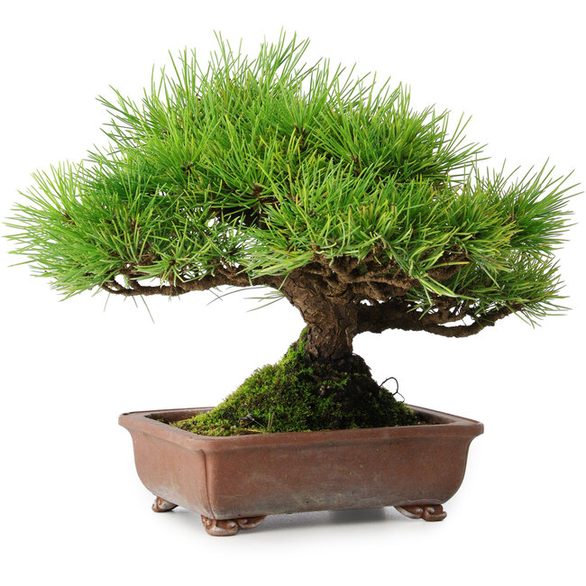 Pinus thunbergii, 23,5 cm, ± 30 anni