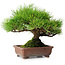 Pinus thunbergii, 23,5 cm, ± 30 jaar oud
