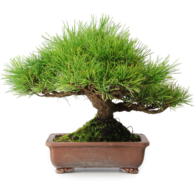 Pinus thunbergii, 23,5 cm, ± 30 years old