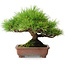 Pinus thunbergii, 23,5 cm, ± 30 jaar oud
