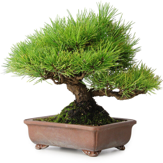 Pinus thunbergii, 23,5 cm, ± 30 jaar oud