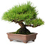 Pinus thunbergii, 23,5 cm, ± 30 jaar oud
