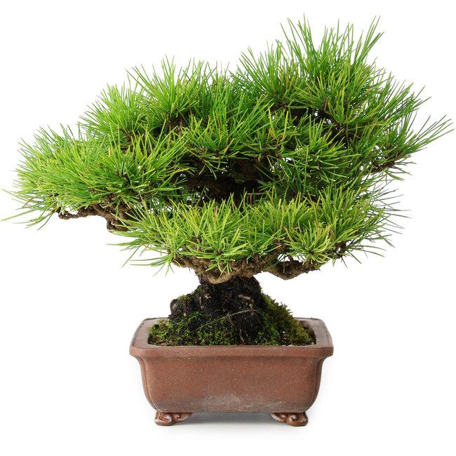 Pinus thunbergii, 23,5 cm, ± 30 anni