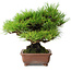 Pinus thunbergii, 23,5 cm, ± 30 jaar oud