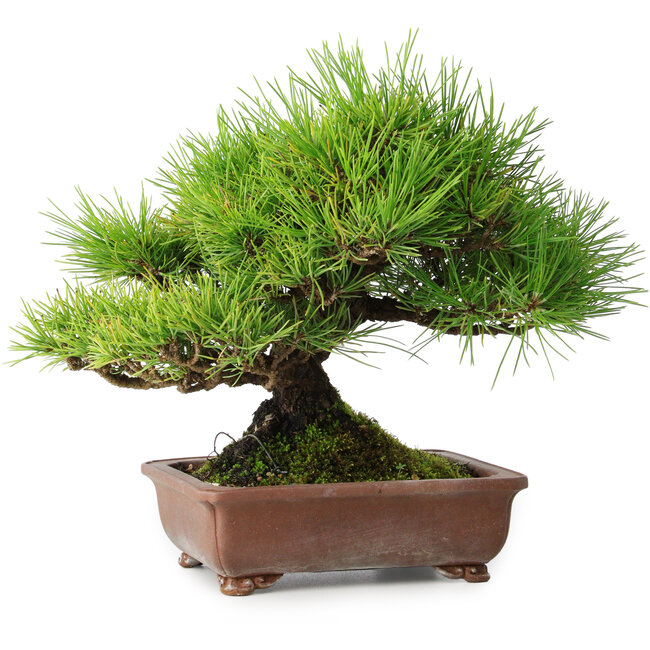 Pinus thunbergii, 23,5 cm, ± 30 anni