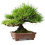 Pinus thunbergii, 23,5 cm, ± 30 ans