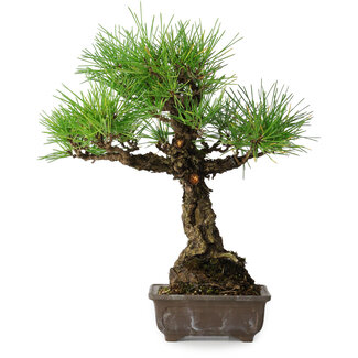 Pinus thunbergii, 28 cm, ± 30 ans