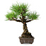 Pinus thunbergii, 28 cm, ± 30 ans
